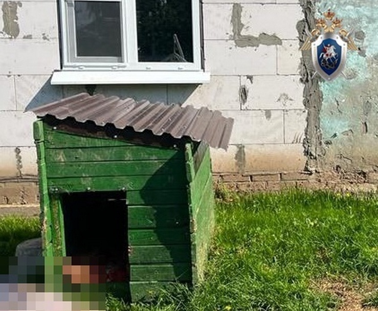 Следователи организовали проверку по факту смертельного нападения собаки на жительницу Богородска - фото 1