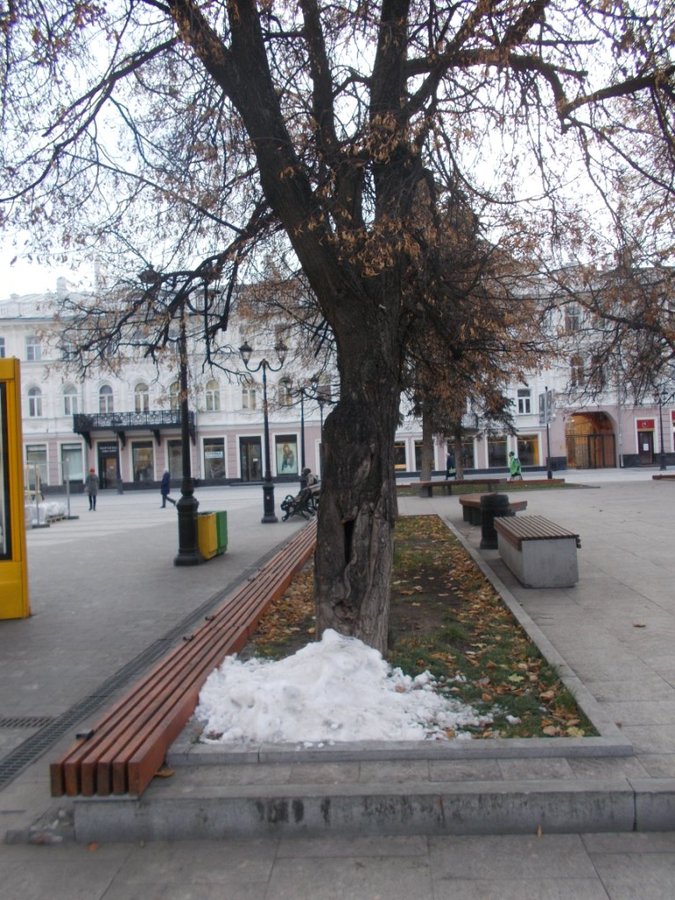 В центре Нижнего Новгорода вырубят 1,5 тысячи деревьев - фото 3