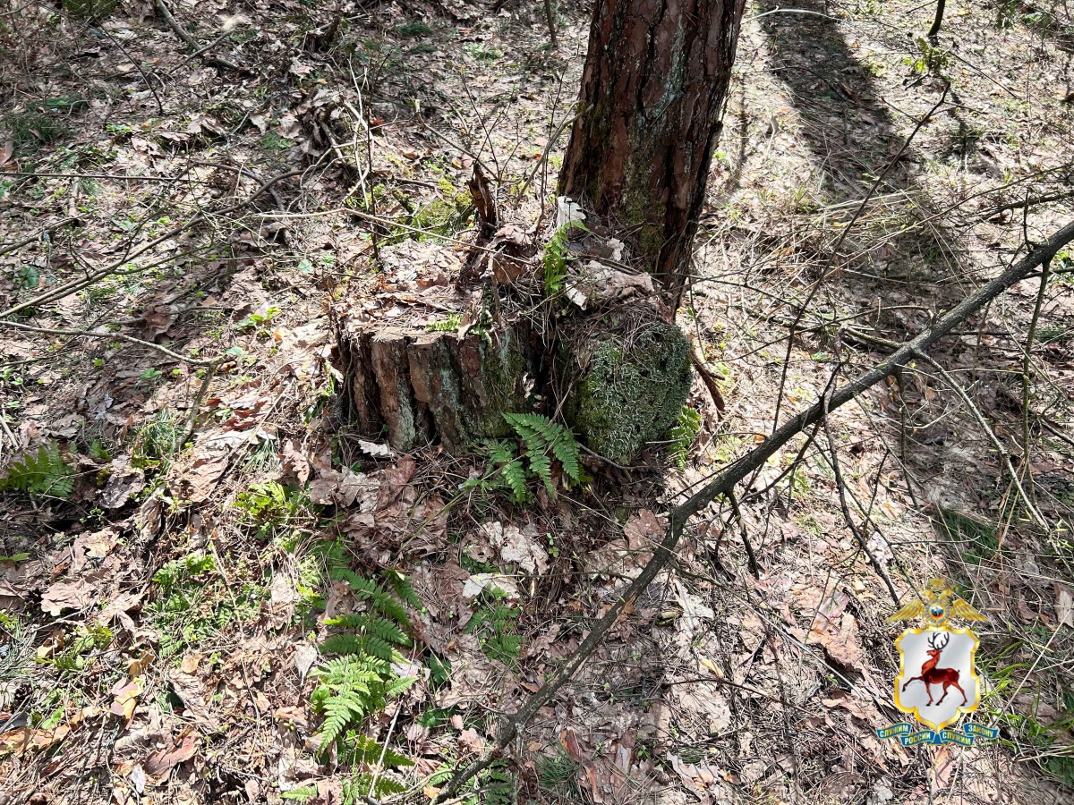 ОПГ попалась на нелегальной рубке леса в Нижегородской области - фото 2