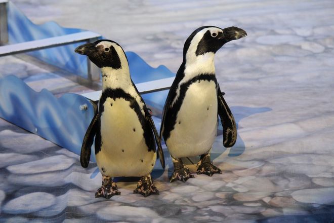 Пингвины на манеже: новогоднее шоу в нижегородском цирке - фото 12
