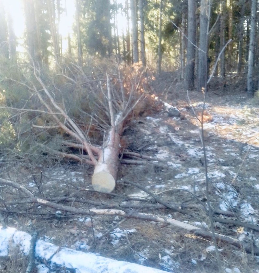 Деревья на 1,7 млн рублей незаконно вырубили в Навашинском районе - фото 1