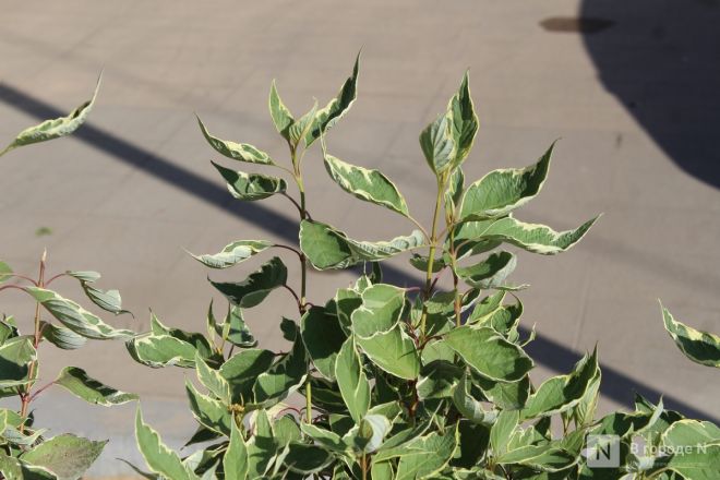 Благоустройство &ndash; 2025: как меняется площадь у Автозаводского универмага в Нижнем Новгороде - фото 28