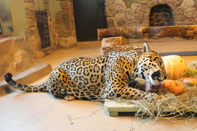 Всем по тыкве: обитатели нижегородского зоопарка отметили Хэллоуин - фото 34