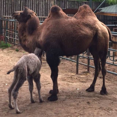 Верблюжонок впервые родился в балахнинском зоопарке (ФОТО) - фото 3