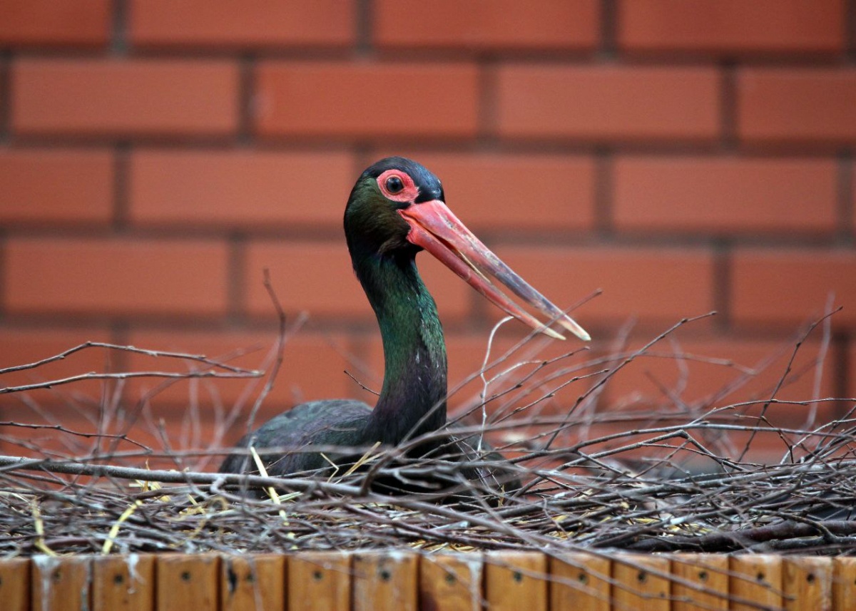 Птицы из нижегородского зоопарка ждут пополнение &mdash; фото - фото 1