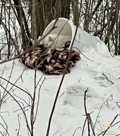 Истощенного и больного котенка спасли из леса в Нижегородской области - фото 2