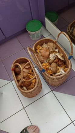 Сезон белых грибов завершается в Нижегородской области - фото 2