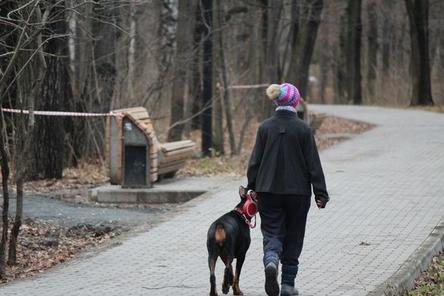 Город с четвероногими: насколько удобен Нижний Новгород для собаководов