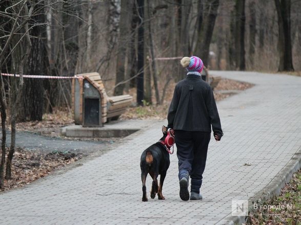Город с четвероногими: насколько удобен Нижний Новгород для собаководов - фото 1