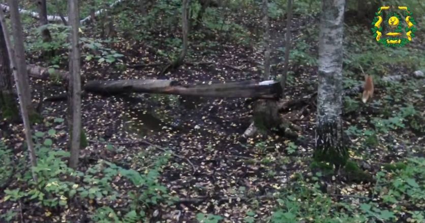 Опубликованы милые фото рыси, лисы и енотовидной собаки из нижегородского леса - фото 4