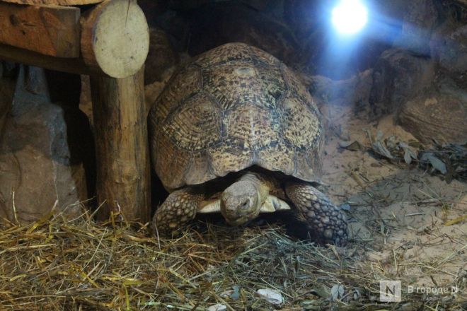 Детки в объективе: показываем милых малышей, которые родились в нижегородском зоопарке «Лимпопо» - фото 69
