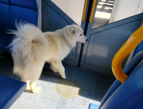 Собаку-путешественника обнаружили в электричке в Нижегородской области - фото 3