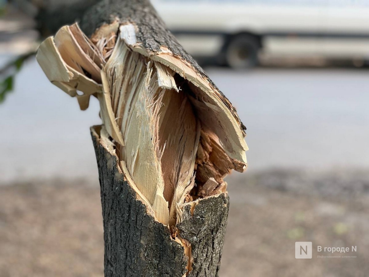 Более 1,3 тысячи деревьев вырубят для новой канатки в Нижнем Новгороде - фото 1