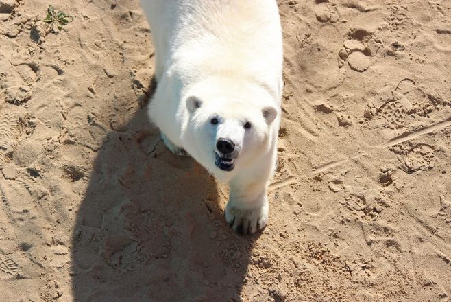 Белая медведица из нижегородского зоопарка проинспектировала новый вольер для будущего друга - фото 6