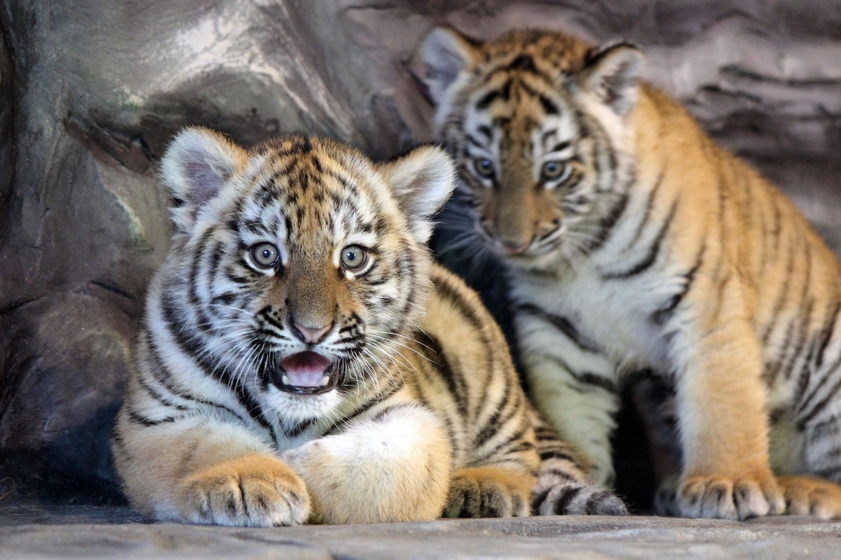 Буран и Вьюга или Лира и Марс: в нижегородском зоопарке выбирают имена для бенгальских тигрят - фото 1
