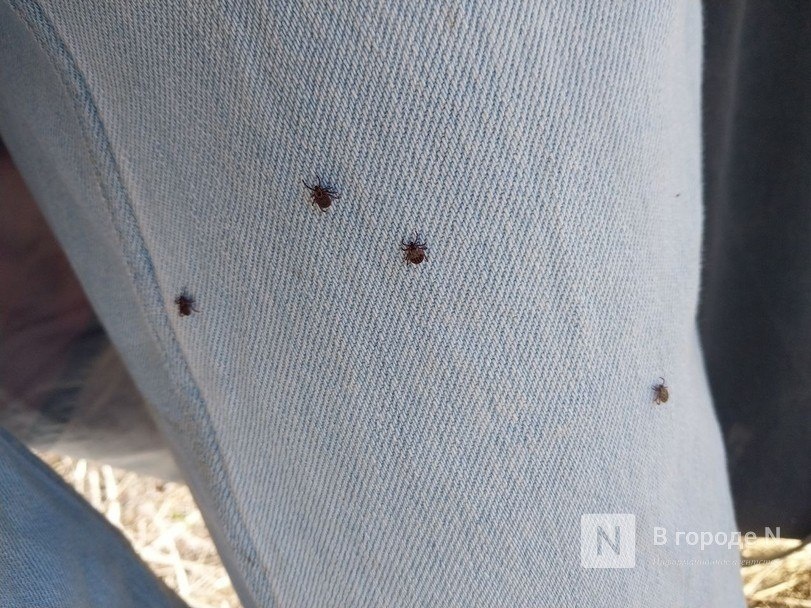 Стало известно, где чаще всего нападают клещи в Нижегородской области - фото 1